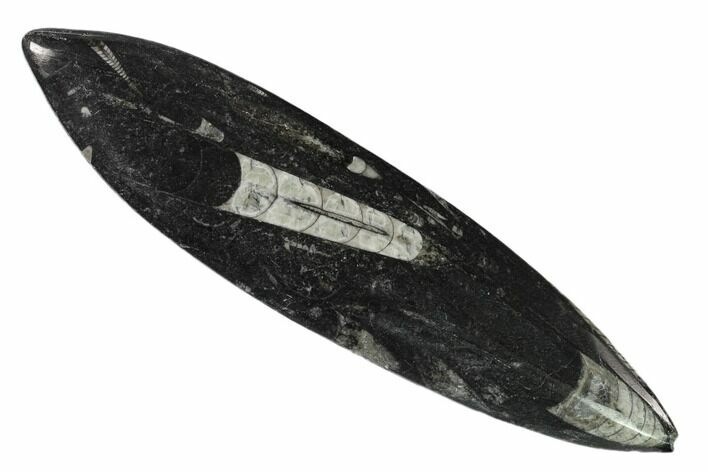 Bargain Polished Fossil Orthoceras (Cephalopod) - Morocco #138268